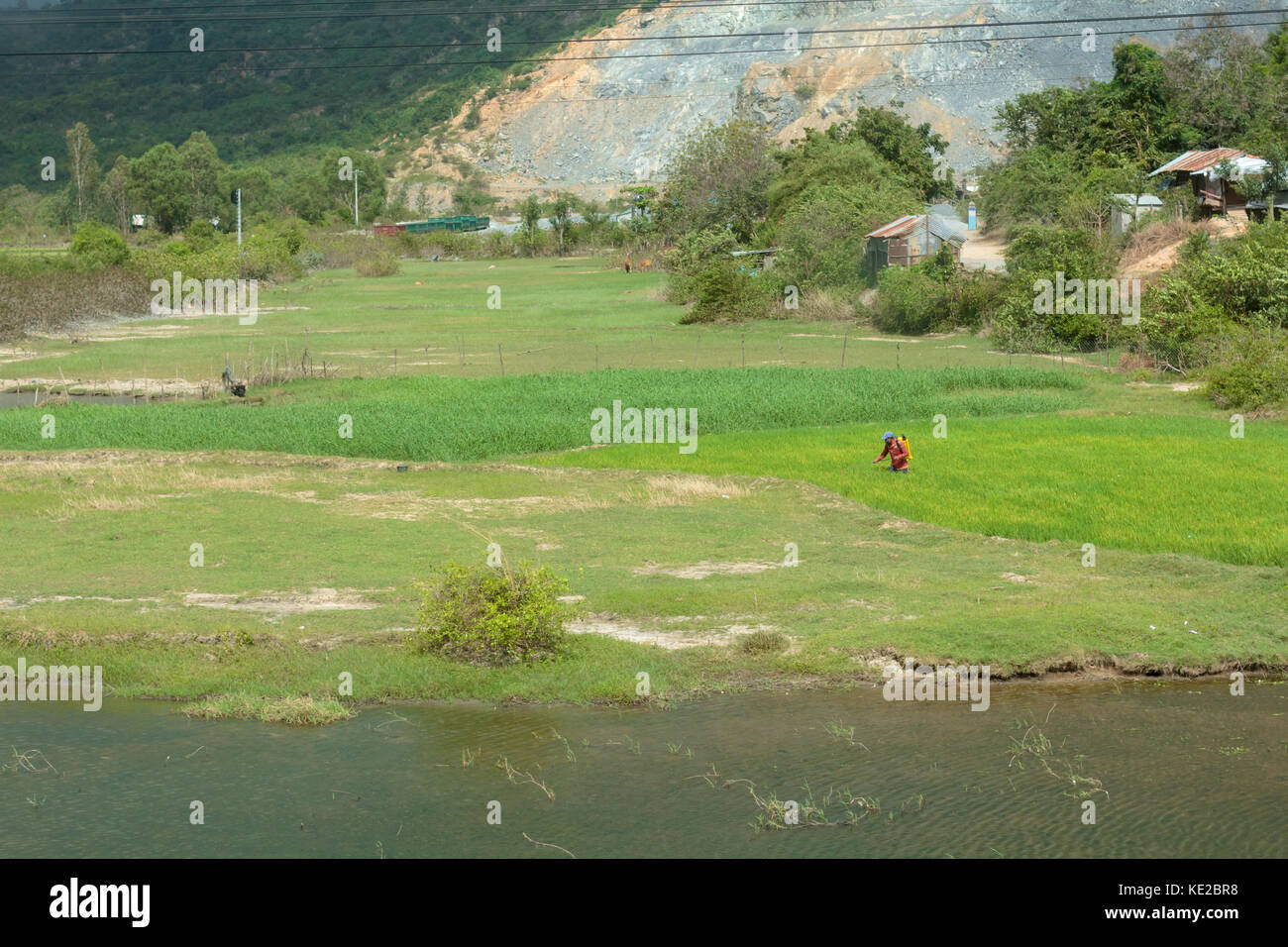 Avendo cura di riso business. Foto Stock