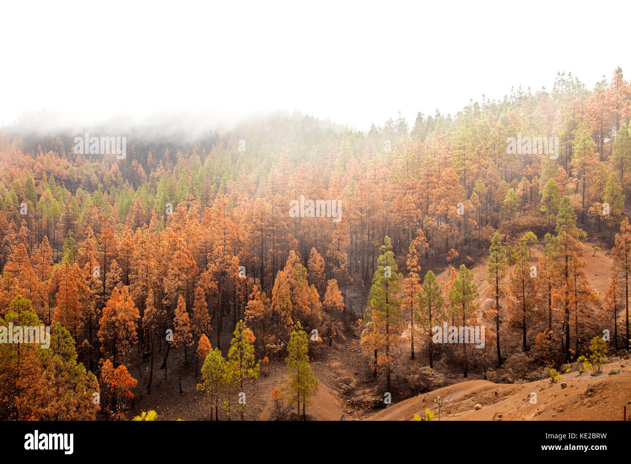 Gran Canaria, Las Cumbres, le zone più alte dell'isola, dopo l incendio di foresta di settembre 2017, parzialmente Burnt Pine Forest, aghi gialli, nero tr Foto Stock