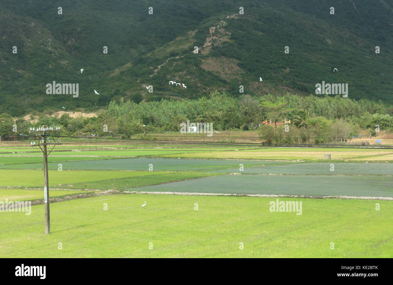 Avendo cura di riso business. Foto Stock