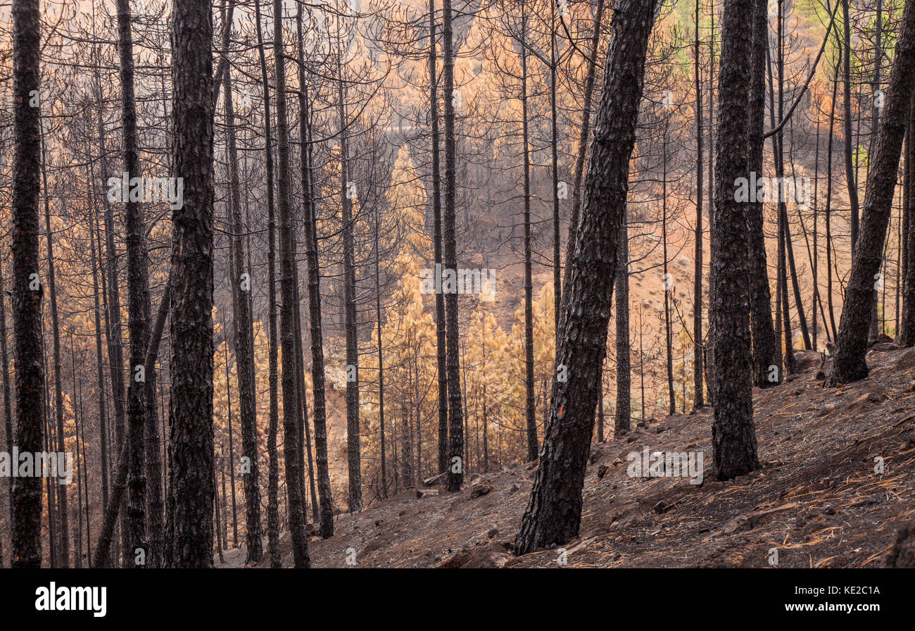 Gran Canaria, Las Cumbres, le zone più alte dell'isola, dopo l incendio di foresta di settembre 2017 Foto Stock