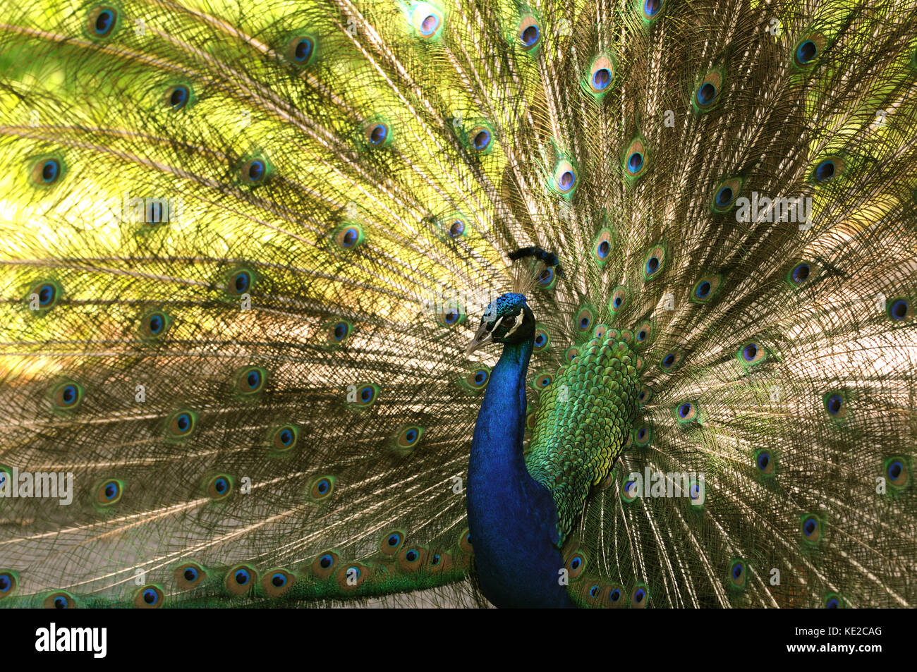 Indian peacock con diffusione di coda della ventola Foto Stock