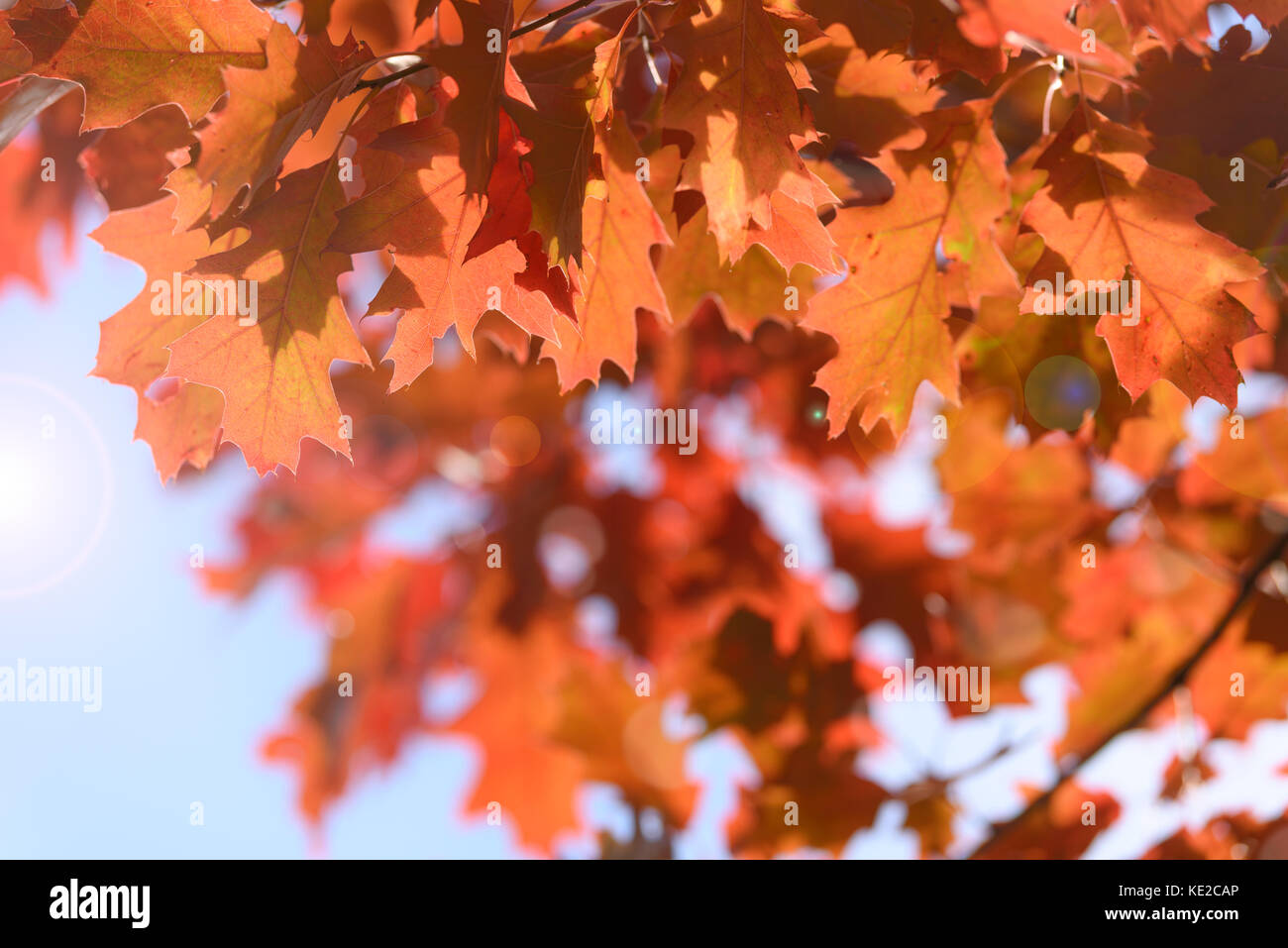 Quercia rossa foglie contro il cielo blu e la luce del sole con effetto bokeh di fondo. Foto Stock