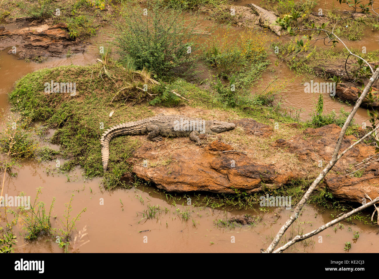 Coccodrillo africano sulle rive del fiume Mara Foto Stock