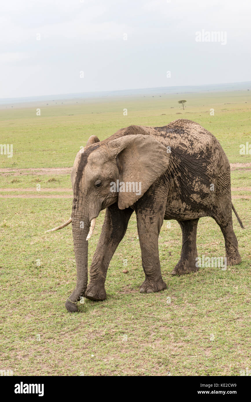Elefante africano nel Masai Mara, Kenya Foto Stock