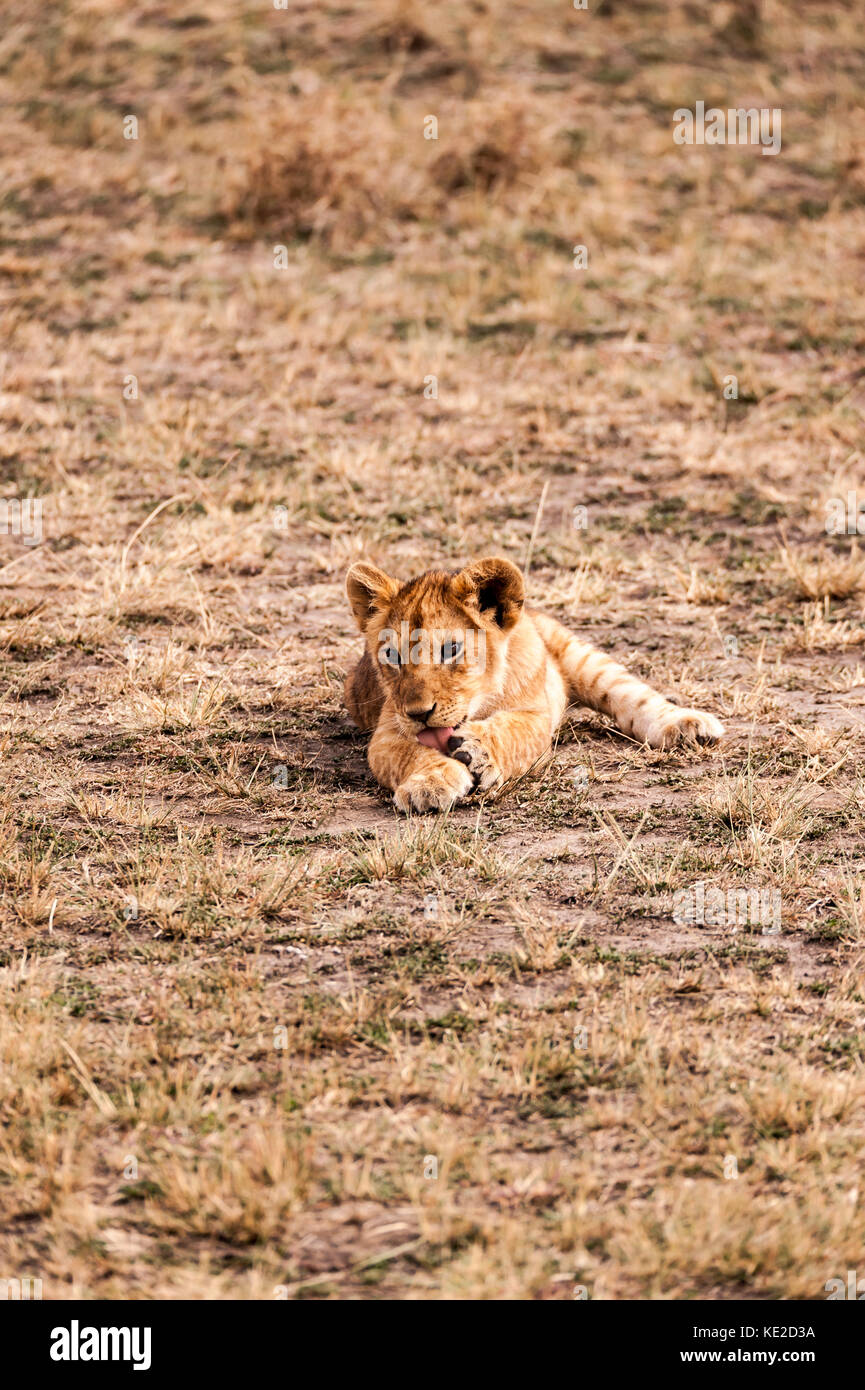 I cuccioli leoni nel Masai Mara, Kenya Foto Stock