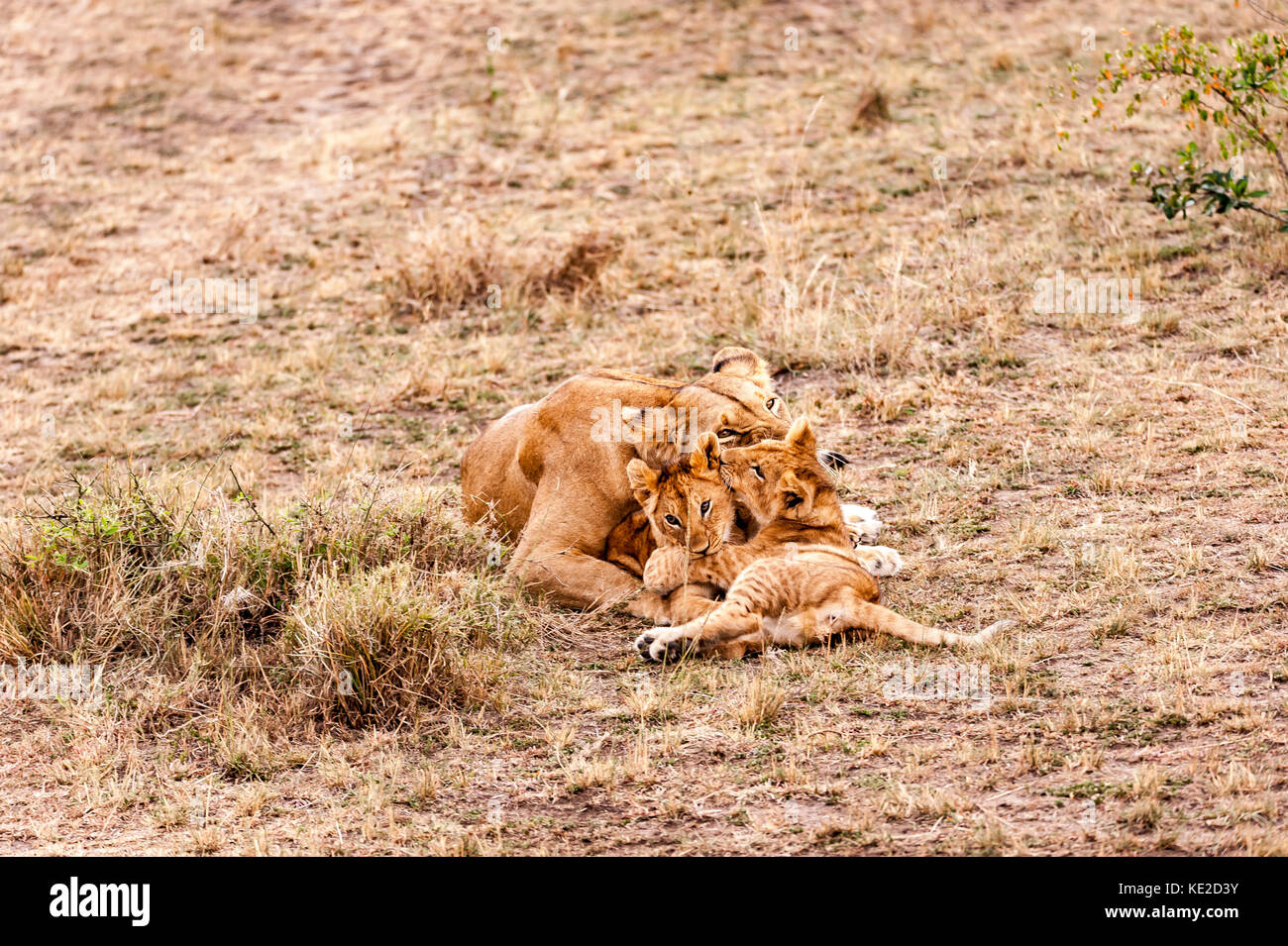 Leone femminile con i cuccioli nel Masai Mara, Kenya Foto Stock