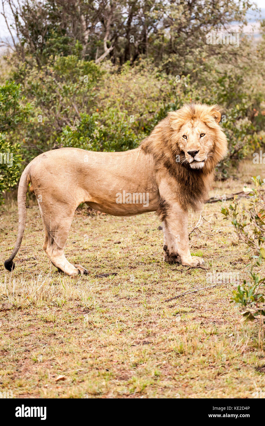 Maschio di leone in Masai Mara, Kenya Foto Stock