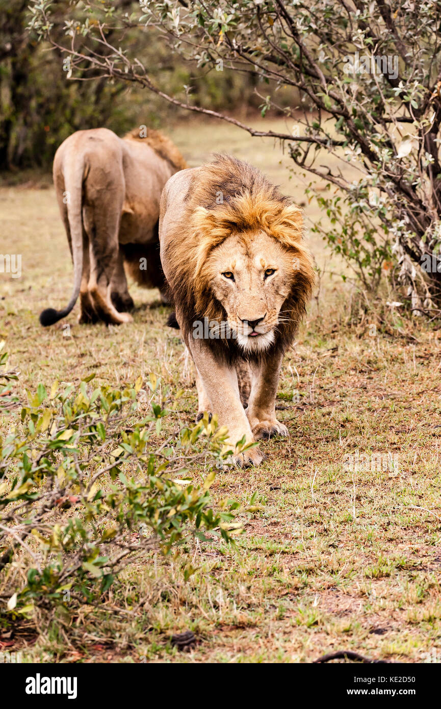 Maschio di leone in Masai Mara, Kenya Foto Stock