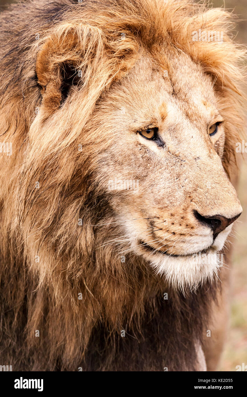 Maschio di leone in Masai Mara, Kenya Foto Stock