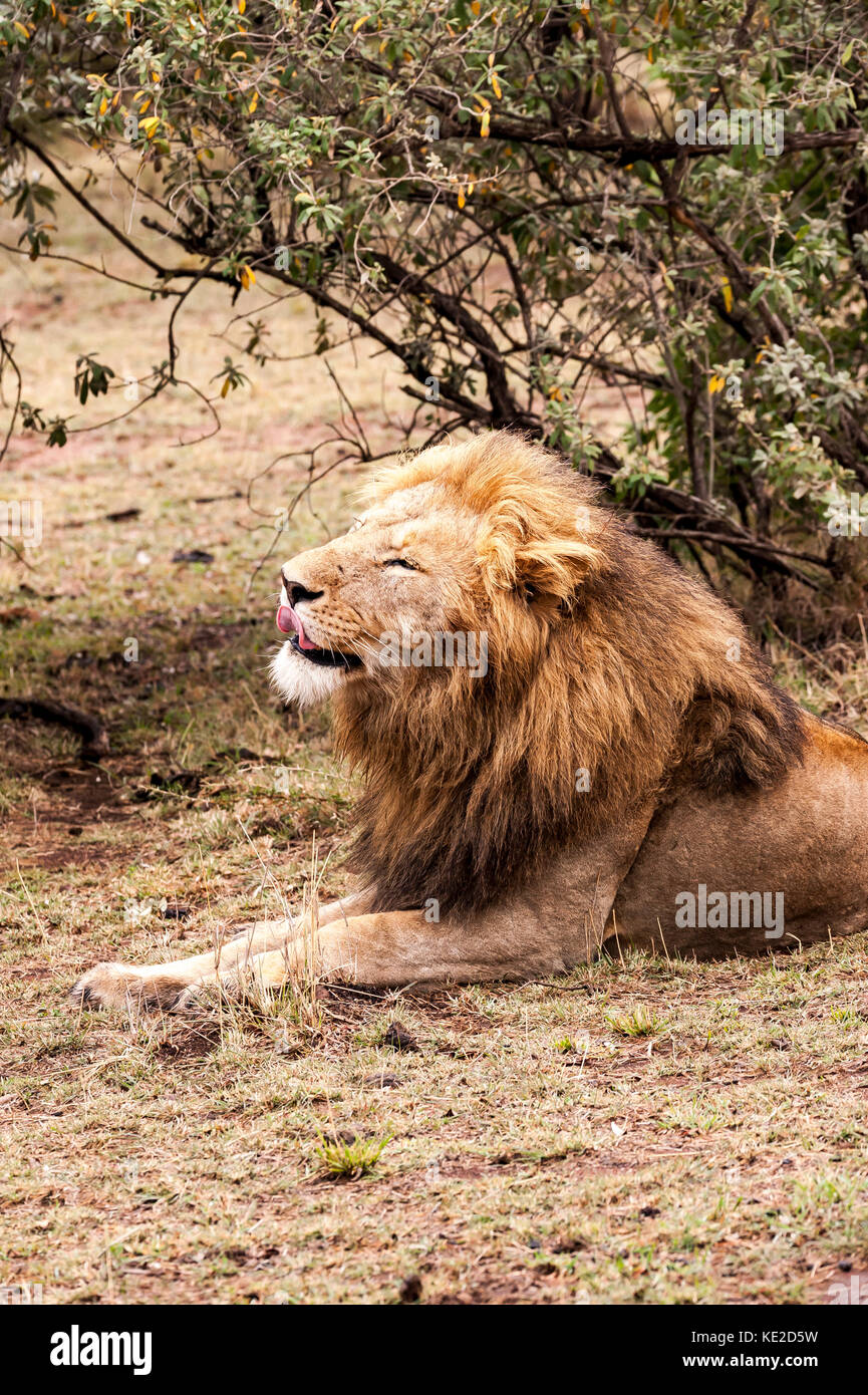 Maschio di leone in Masai Mara, Kenya Foto Stock