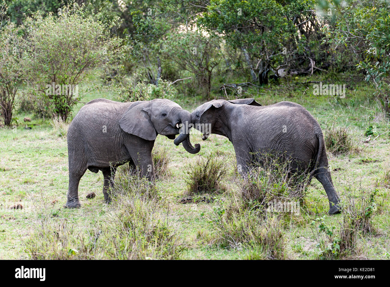 Giovani elefanti che giocano nel Masai Mara, Kenya Foto Stock
