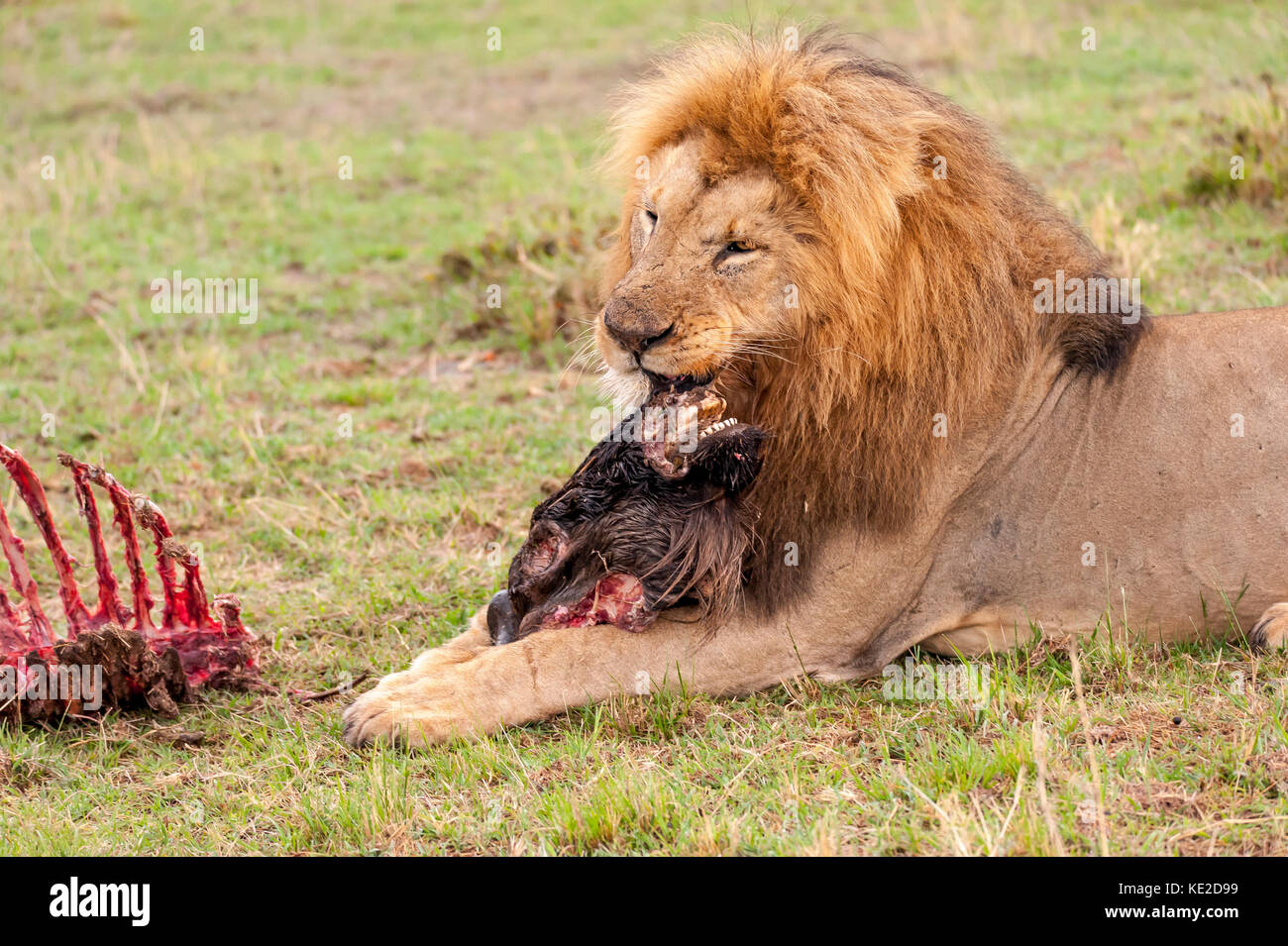 Maschio di leone in Masai Mara, Kenya Foto Stock