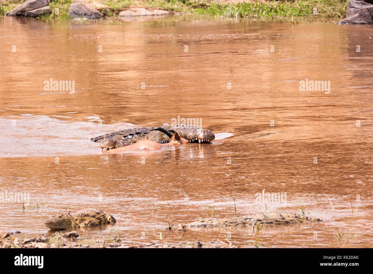 Coccodrillo nel fiume Mara nel Masai Mara, Kenya Foto Stock