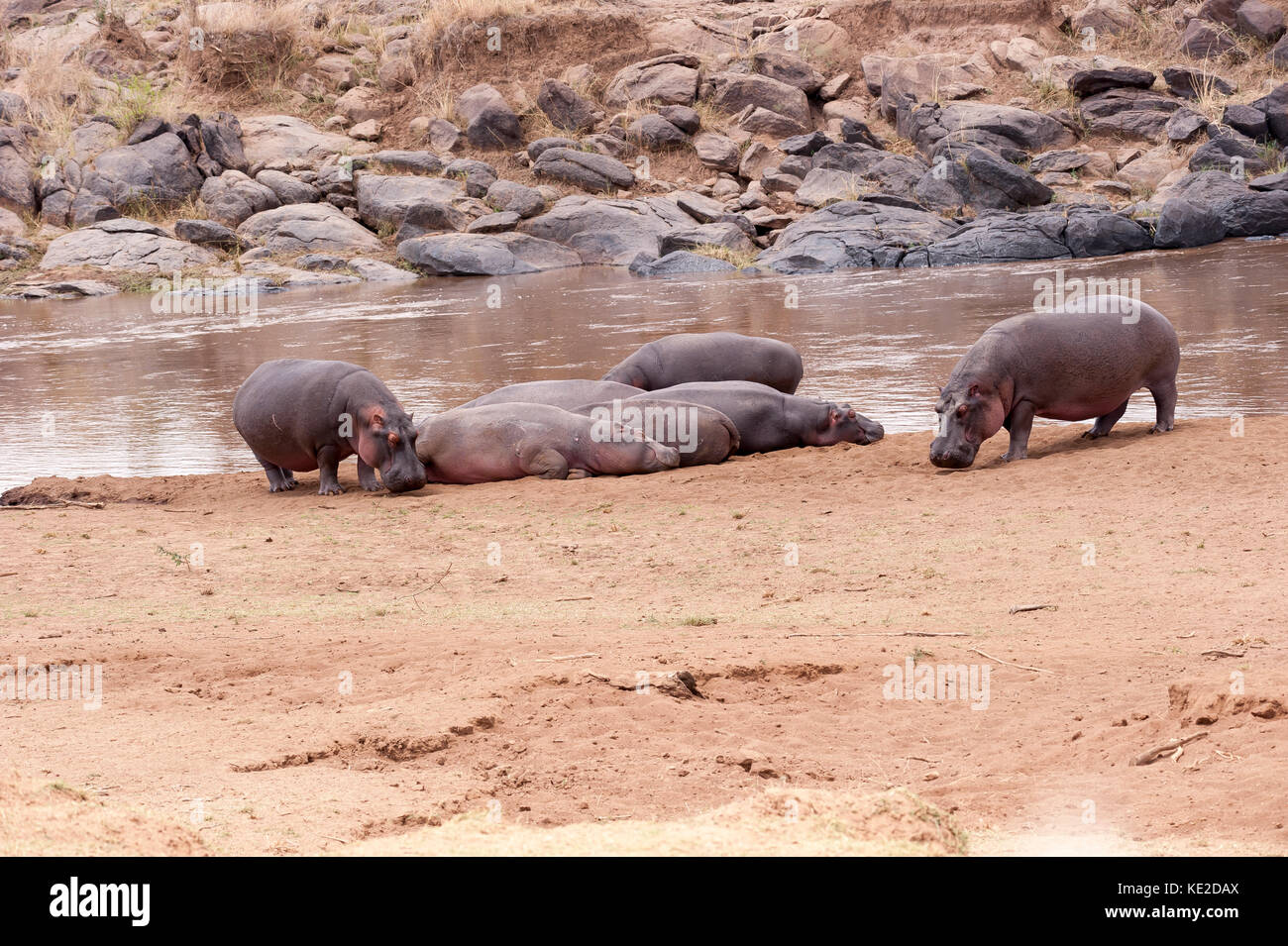 Ciao[[opotamus sulle rive del fiume Mara nel Masai Mara, Kenya Foto Stock