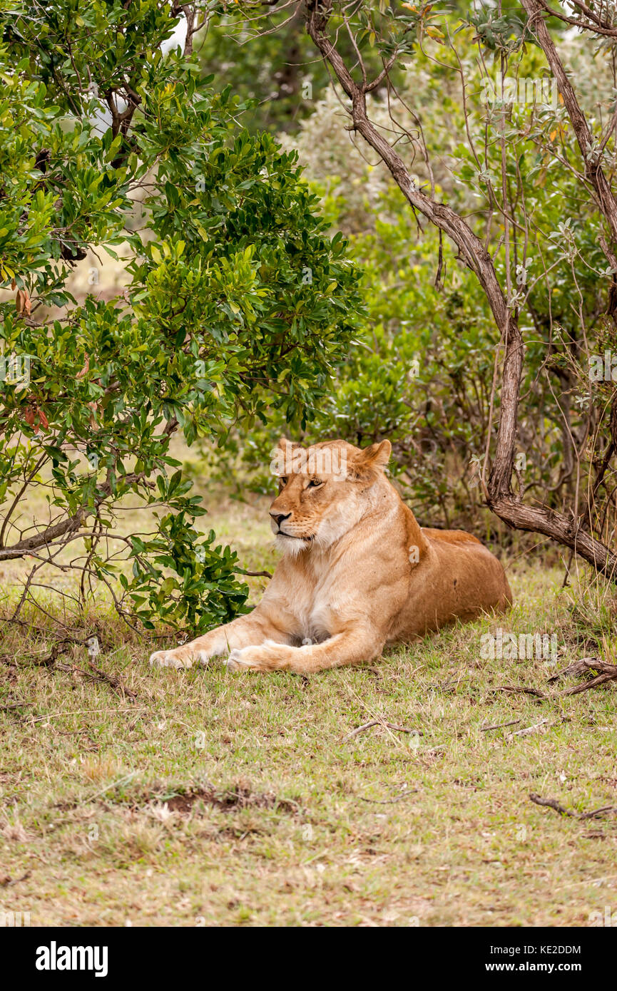 Un Leone che riposa nel Masai Mara, Kenya Foto Stock