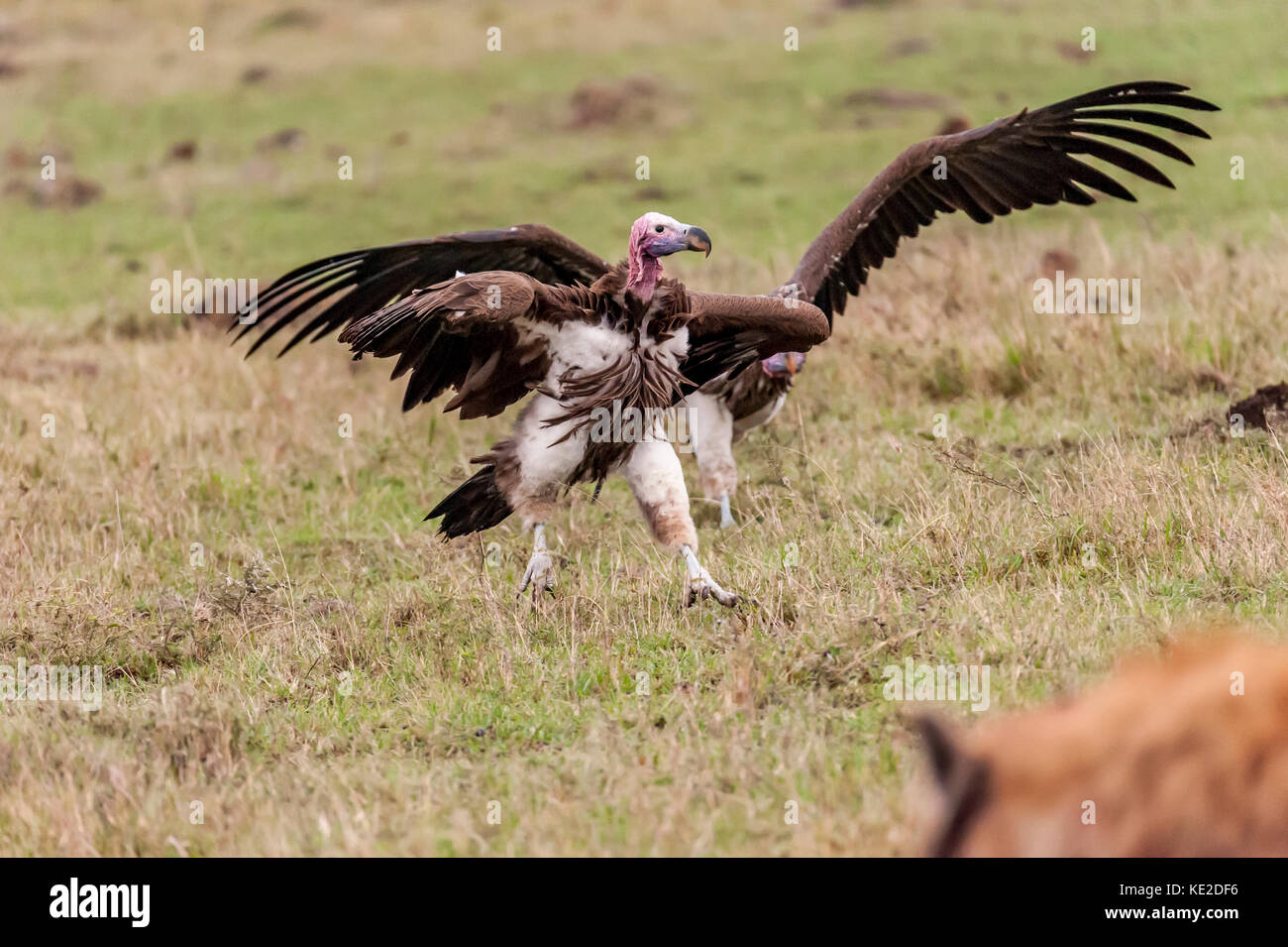 Avvoltoio Nubiano nel Mara Maasai Foto Stock
