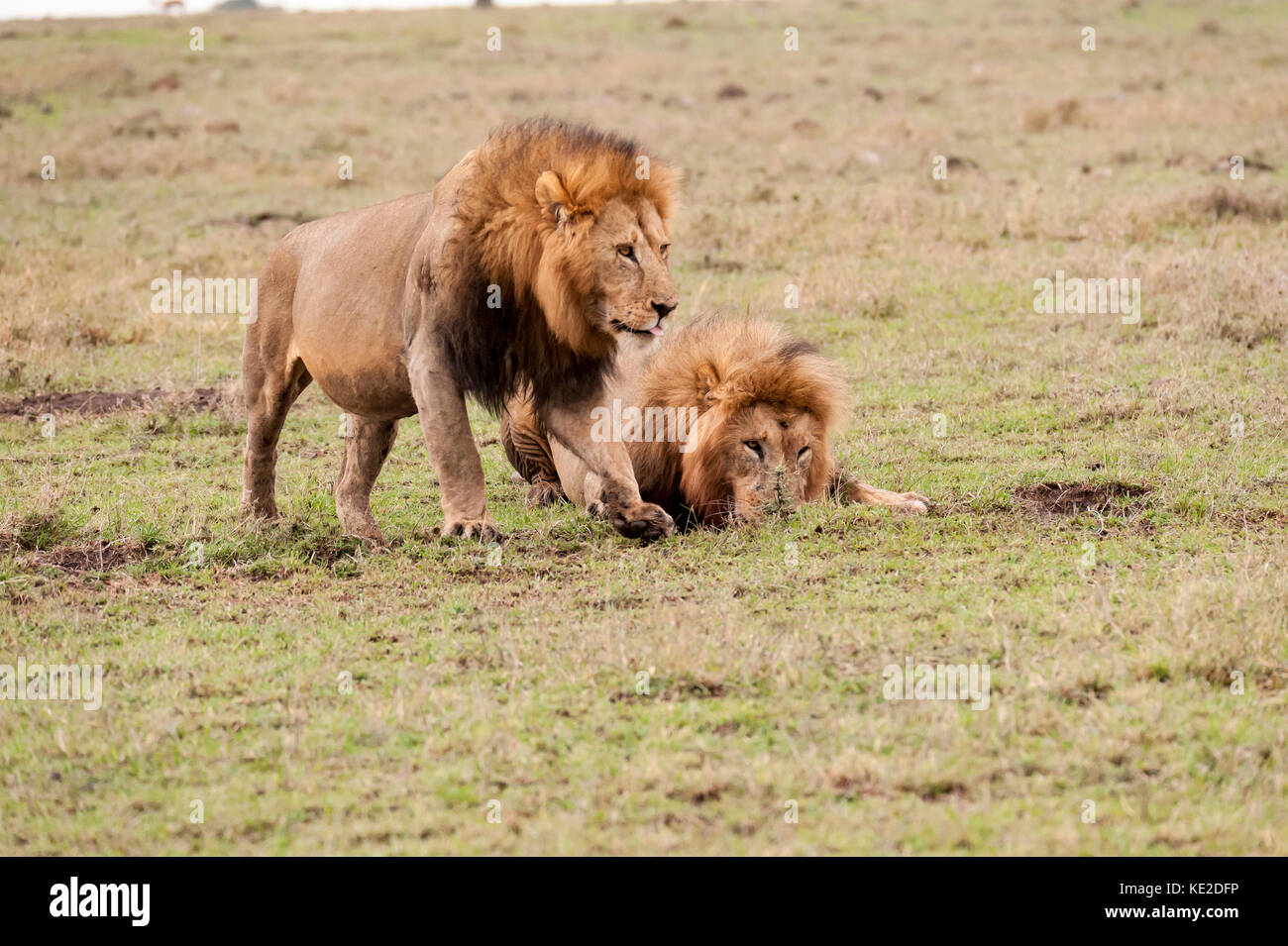 Maschio di leone in Masai Mara, Kenya Foto Stock