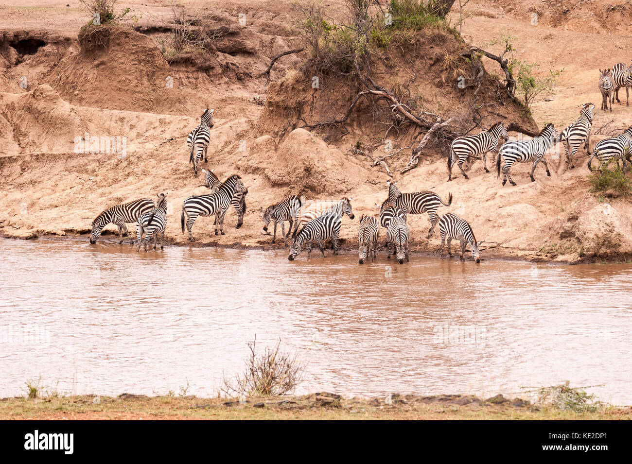 Zebra sulla Grande migrazione animale nella Riserva Nazionale Maasai Mara Foto Stock