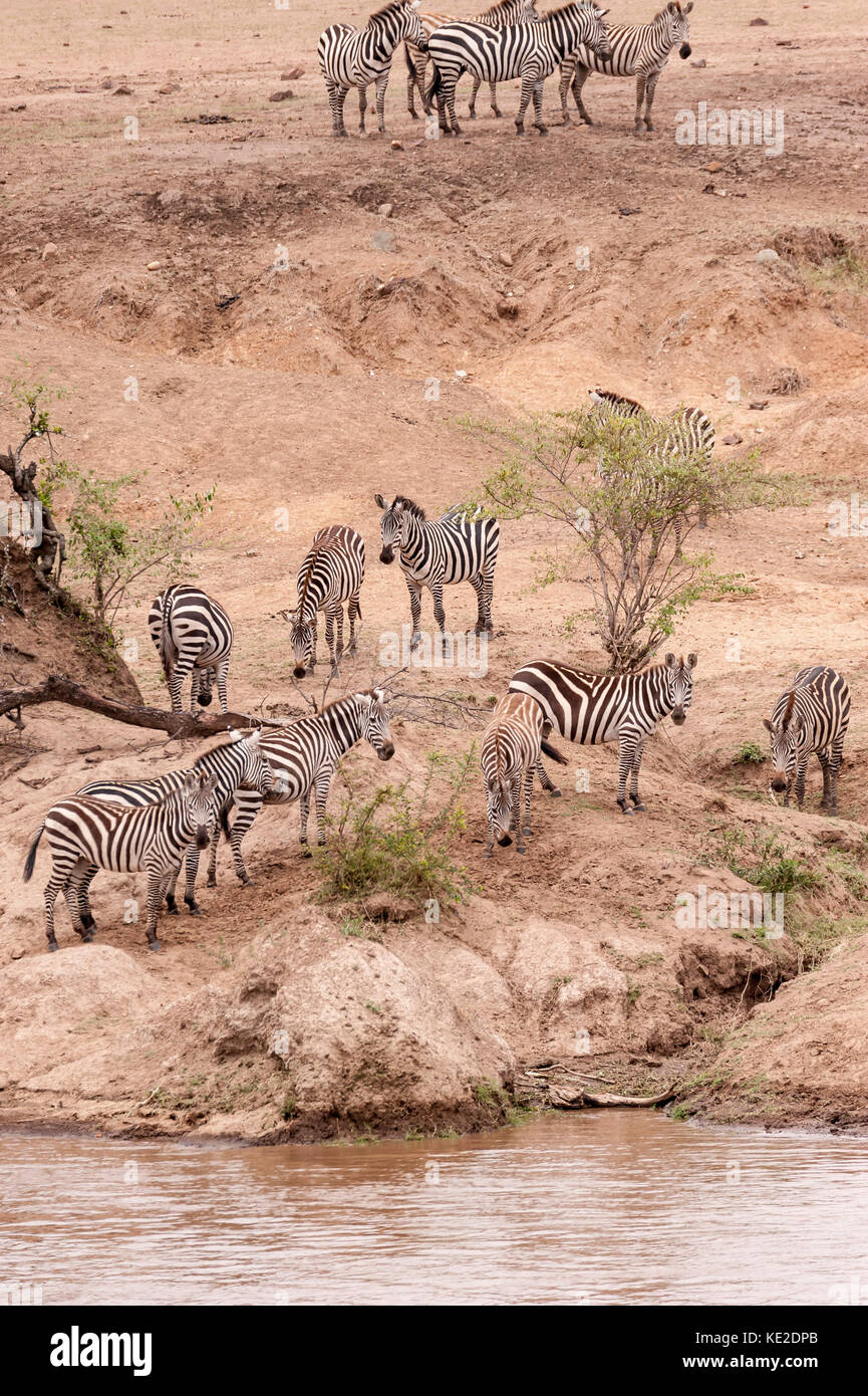 Zebra sulla Grande migrazione animale nella Riserva Nazionale Maasai Mara Foto Stock