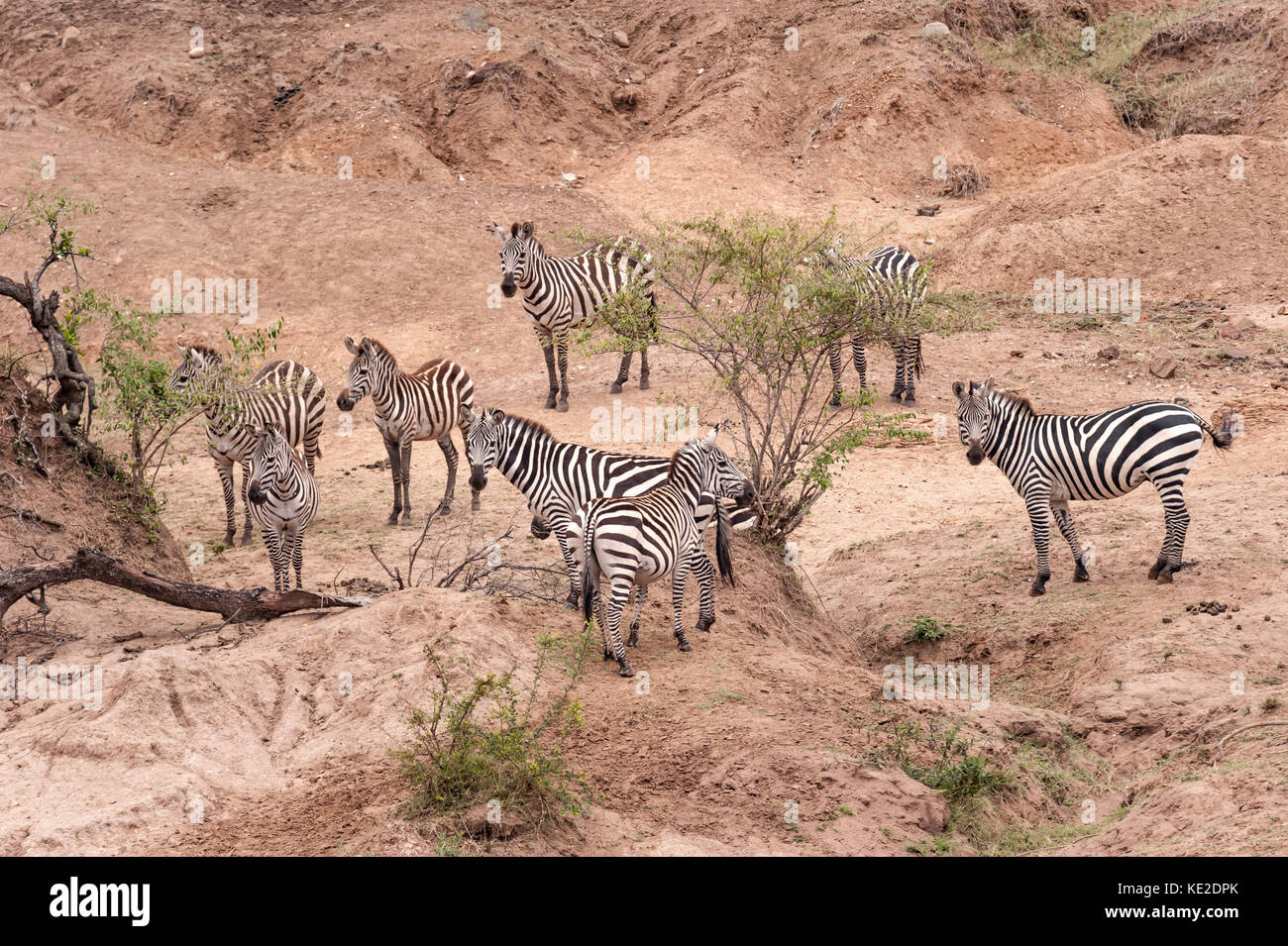 Zebra sulla Grande migrazione animale nella Riserva Nazionale Maasai Mara Foto Stock