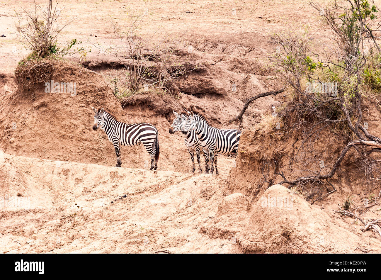 Zebra sulla Grande migrazione animale nella Riserva Nazionale Maasai Mara Foto Stock