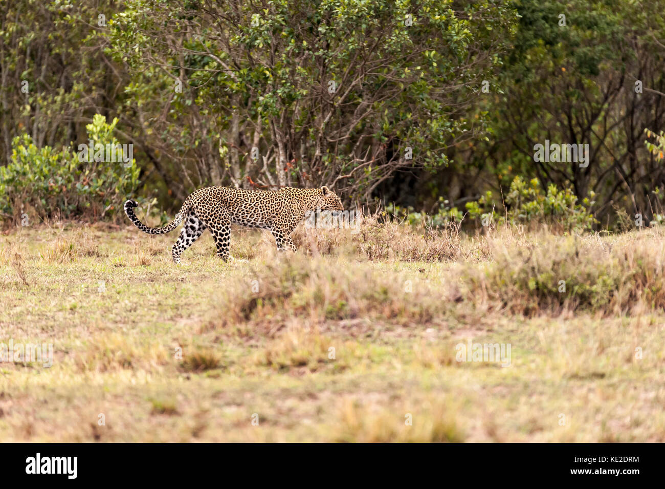 Il leopardo nel Massai Mara, Kenya Foto Stock