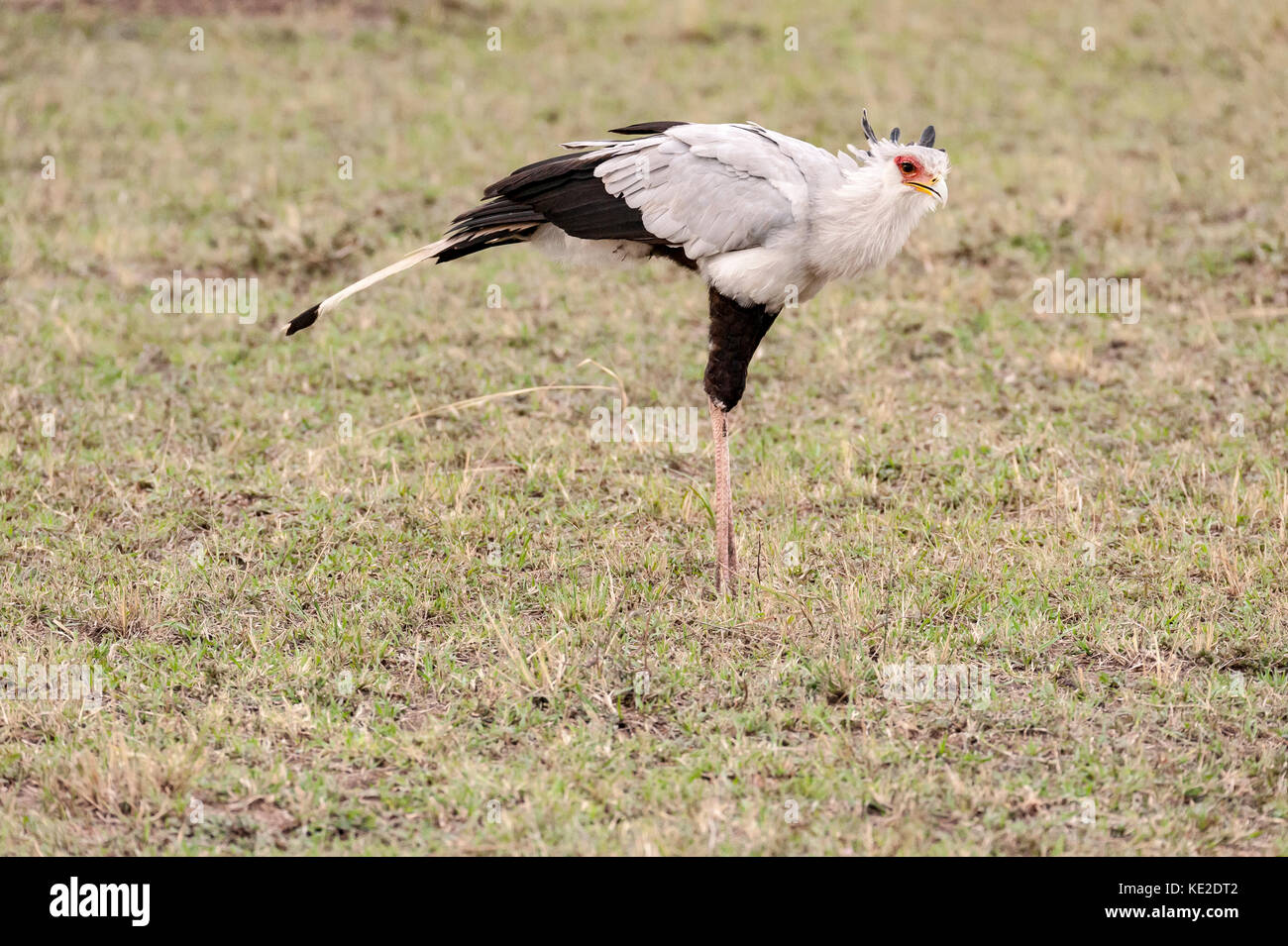 L'uccello segretario nel Massai Mara Foto Stock