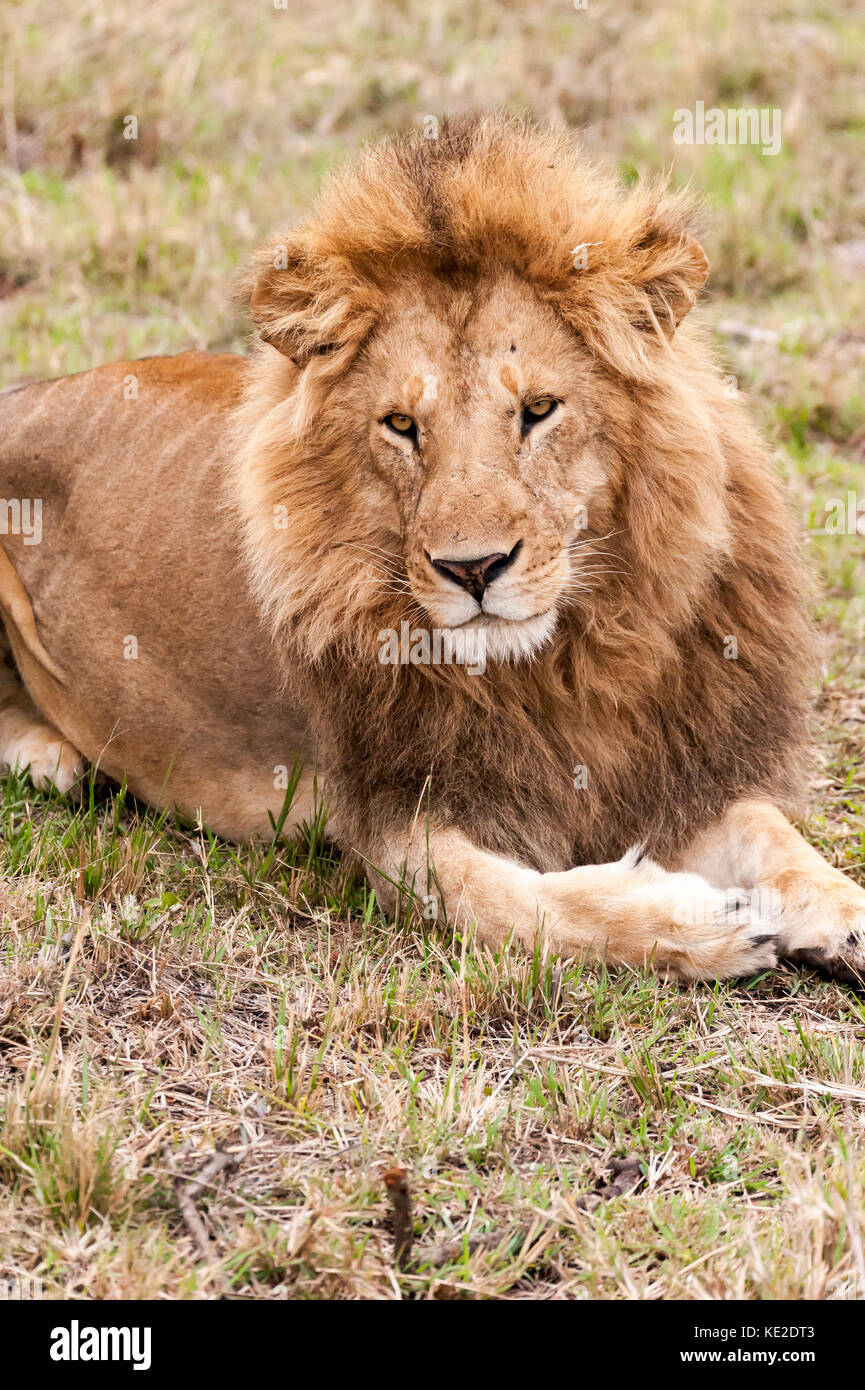 Maschio di leone in Masai Mara, Kenya Foto Stock