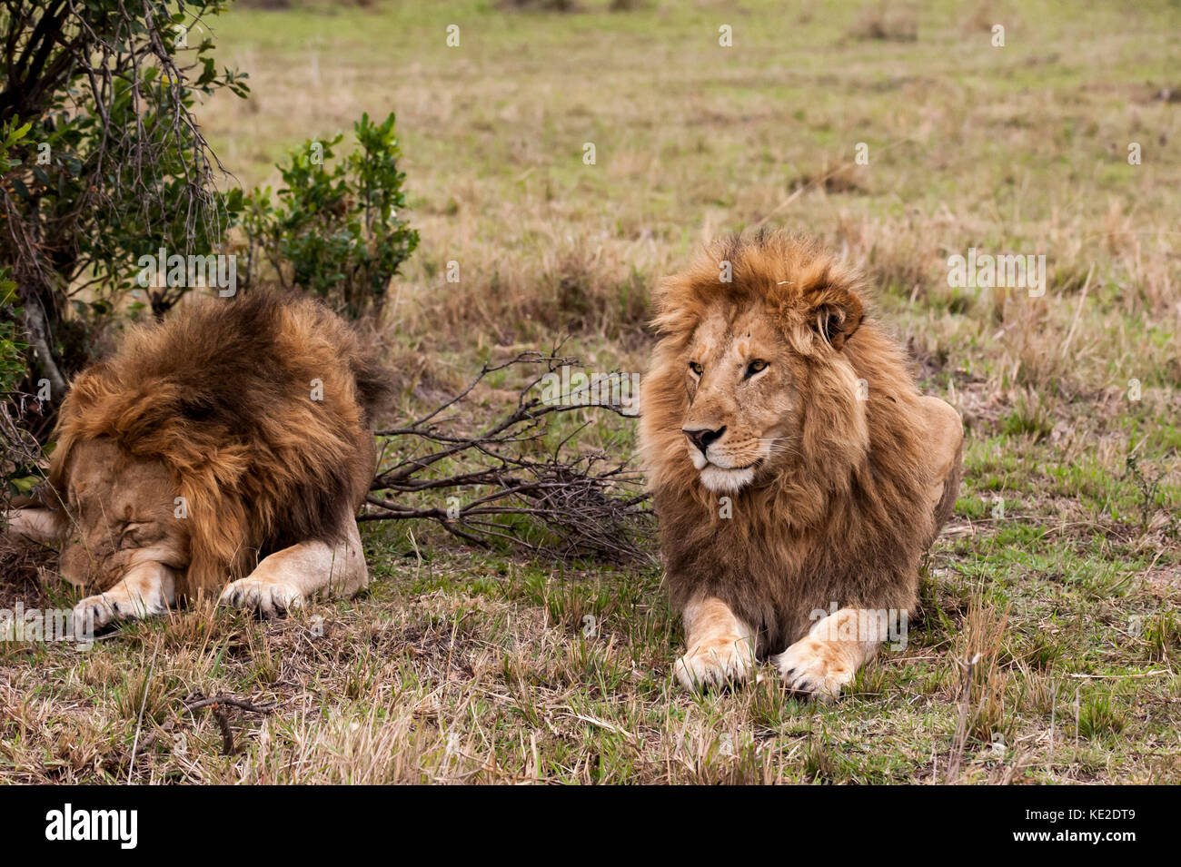 Maschio di leone in Masai Mara, Kenya Foto Stock