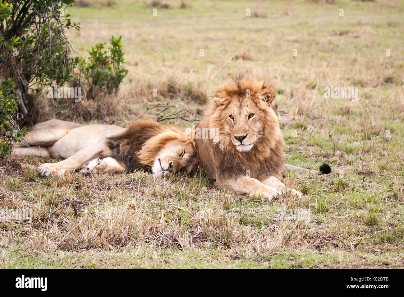 Maschio di leone in Masai Mara, Kenya Foto Stock