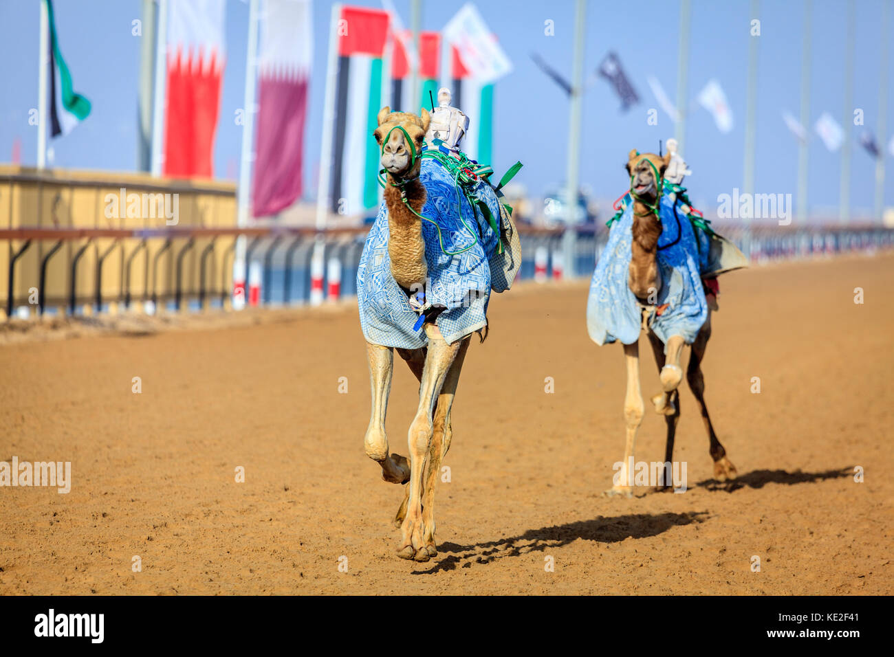 I cammelli con robot jokeys at racing pratica vicino a Dubai, Emirati arabi uniti Foto Stock