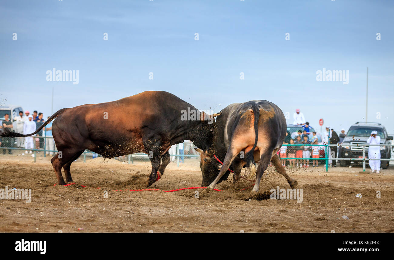 I tori sono il combattimento in una gara tradizionale in Fujairah, Emirati arabi uniti Foto Stock