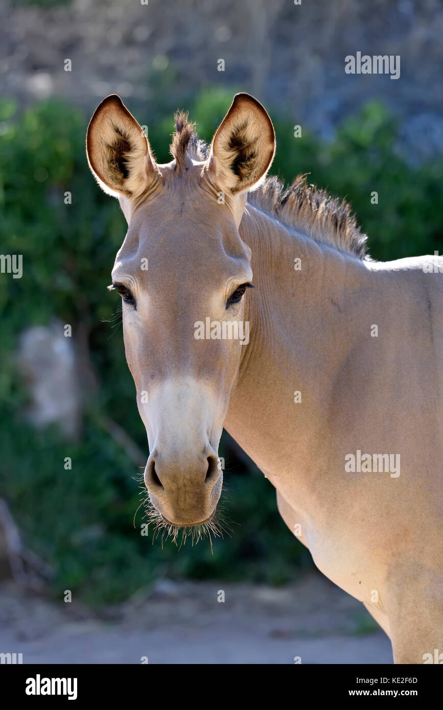 Somali Wild Ass Nel Parco Zoologico Attica, Grecia Foto Stock