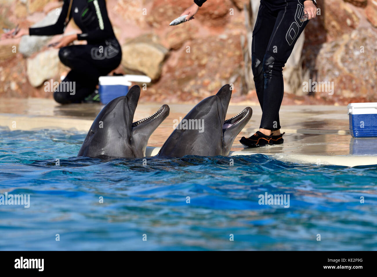 Alimentazione Bottle-Nosed delfini in Attica Zoological Park, Grecia Foto Stock