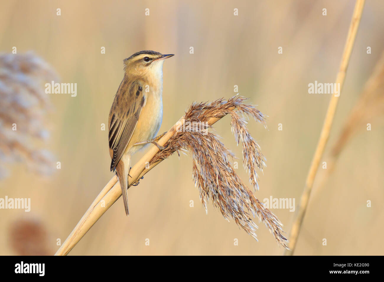 Primo piano di una singola sedge trillo bird, acrocephalus schoenobaenus, cantando per attirare una femmina durante la stagione riproduttiva in primavera Foto Stock