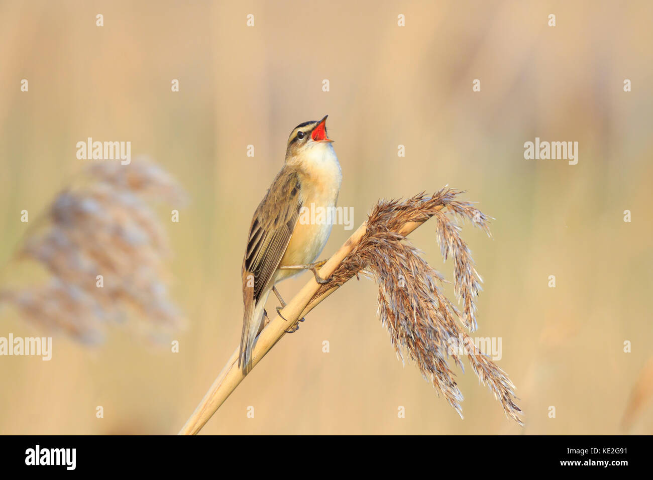 Primo piano di una singola sedge trillo bird, acrocephalus schoenobaenus, cantando per attirare una femmina durante la stagione riproduttiva in primavera Foto Stock