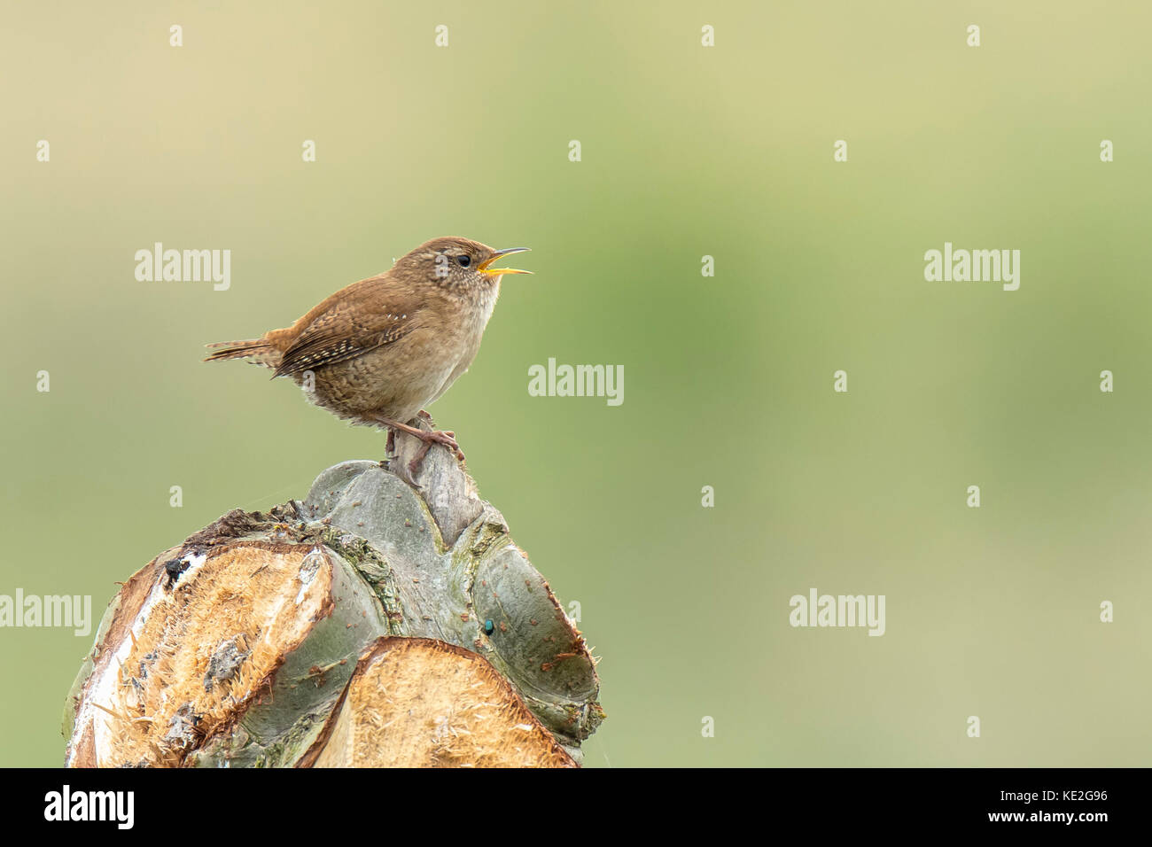 Eurasian wren (troglodytes troglodytes) cantare in un bosco durante la stagione di riproduzione Foto Stock