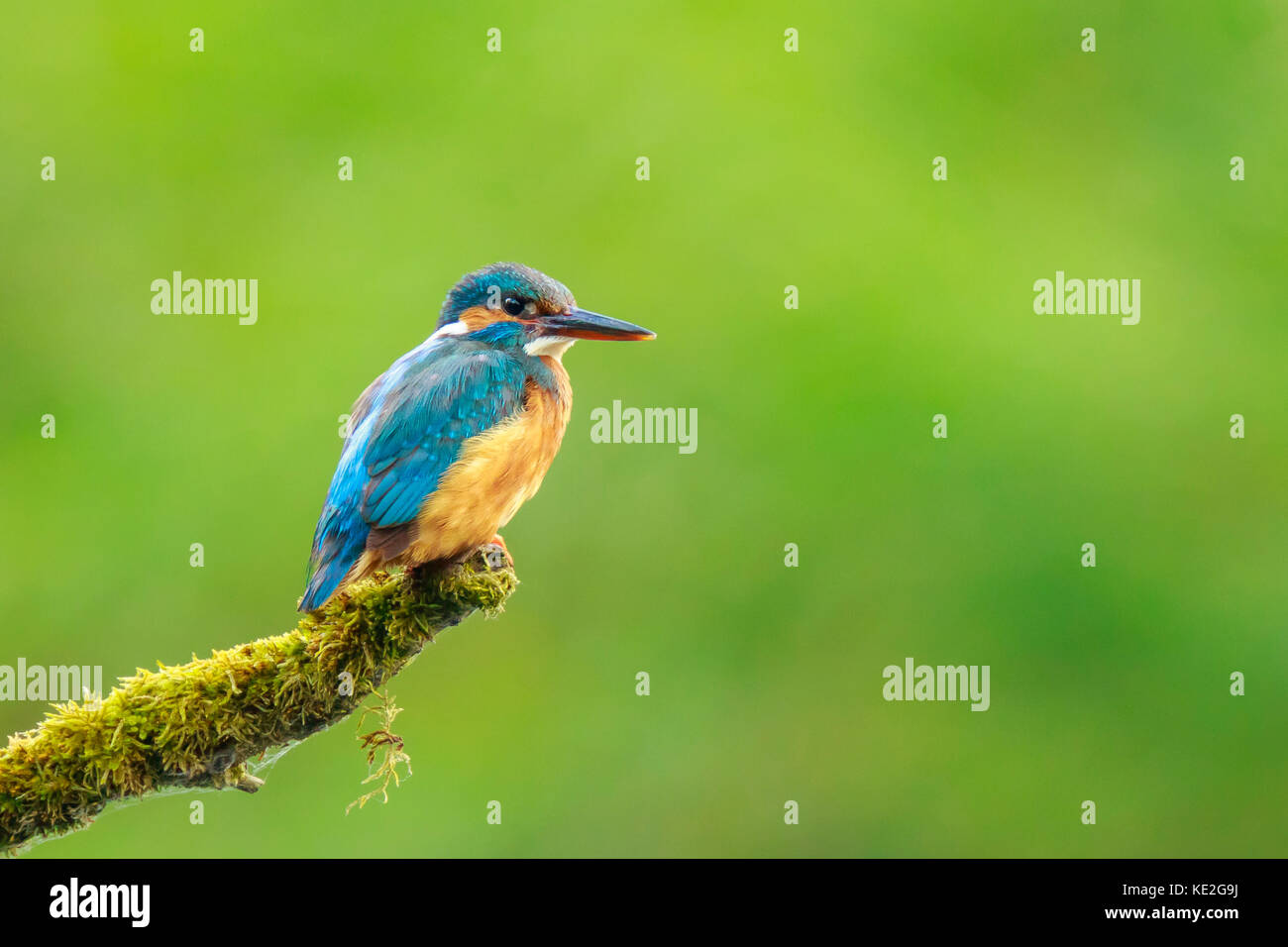 Un primo piano di una kingfisher (Alcedo atthis) appollaiato su un ramo foraggio e pesca durante la primavera in inizio di mattina di sole. lo sfondo è gree Foto Stock