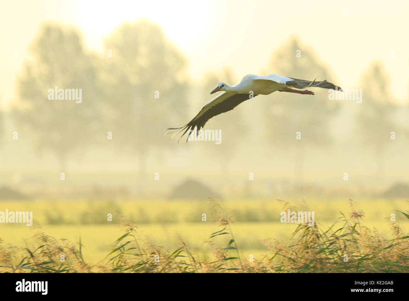 Stork Ciconia ciconia in volo di atterraggio su un prato umido durante una nebbiosa mattina d'estate. il sorgere del sole è impostata al di sopra dell'orizzonte Foto Stock