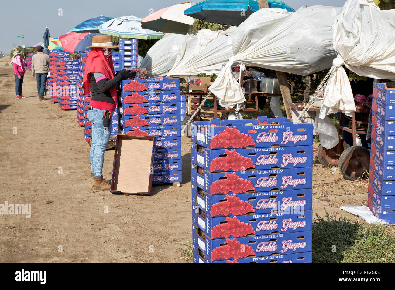 Uva da tavola " Crimson' rosso varietà senza vinaccioli raccolto sul campo, ispettore controllo qualità e peso del pacchetto. Foto Stock Uva da tavola " Crimson' rosso varietà senza vinaccioli raccolto sul campo, ispettore controllo qualità e peso del pacchetto. Foto Stock