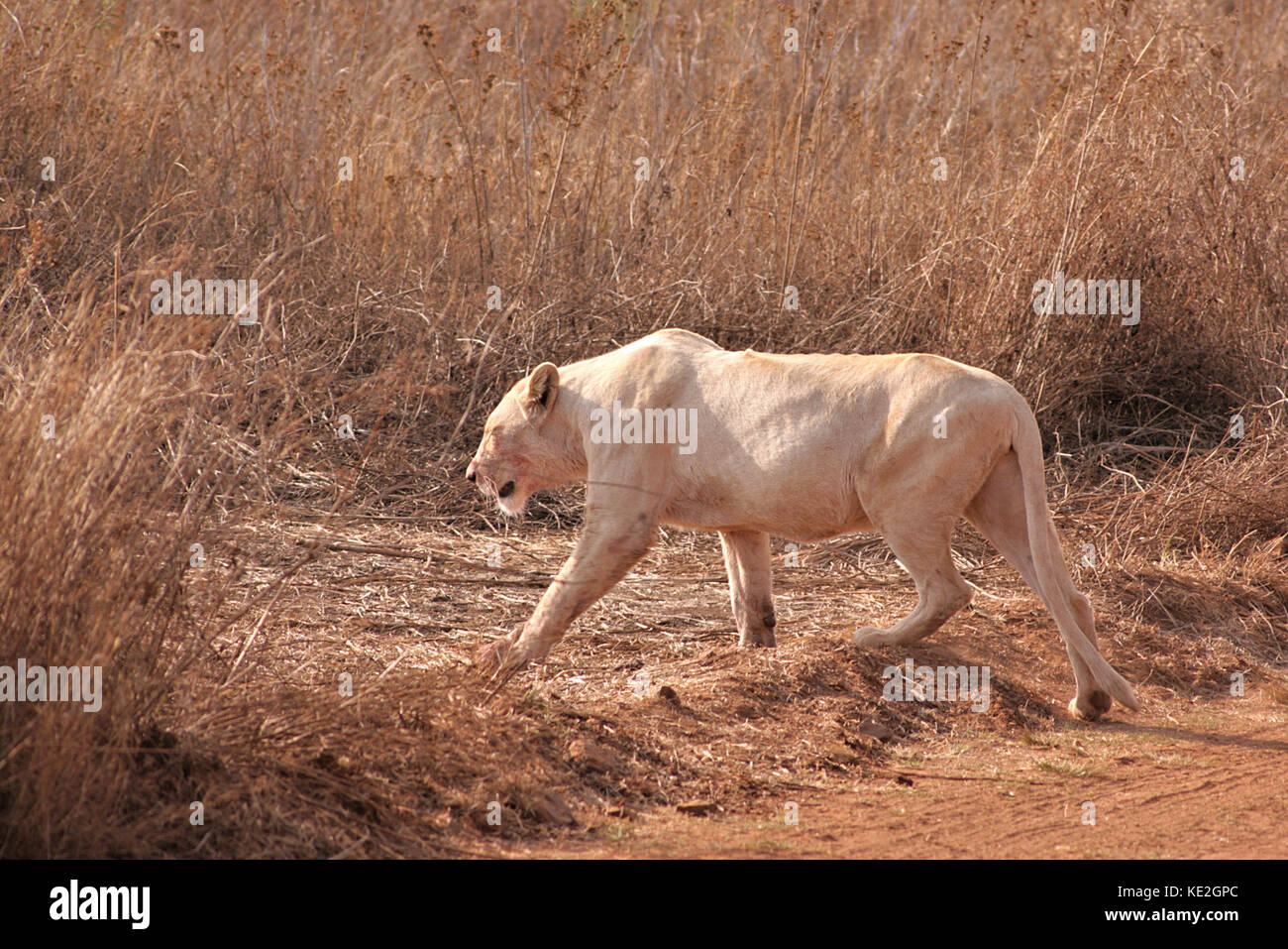 Leonessa bianca che attraversa la strada su una riserva nella provincia di Gauteng, Sud Africa Foto Stock