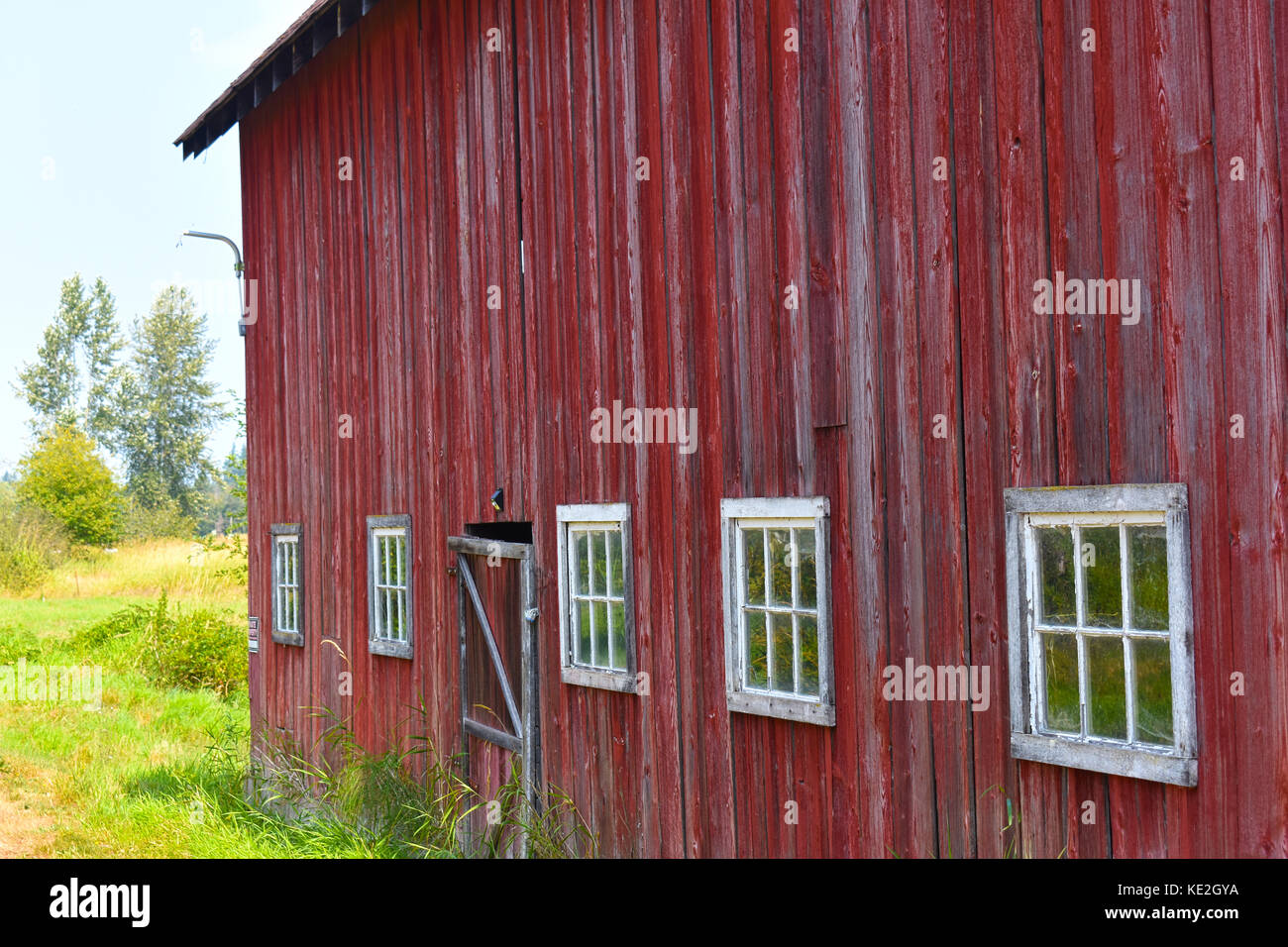 Il vecchio granaio rosso con fila di windows Foto Stock