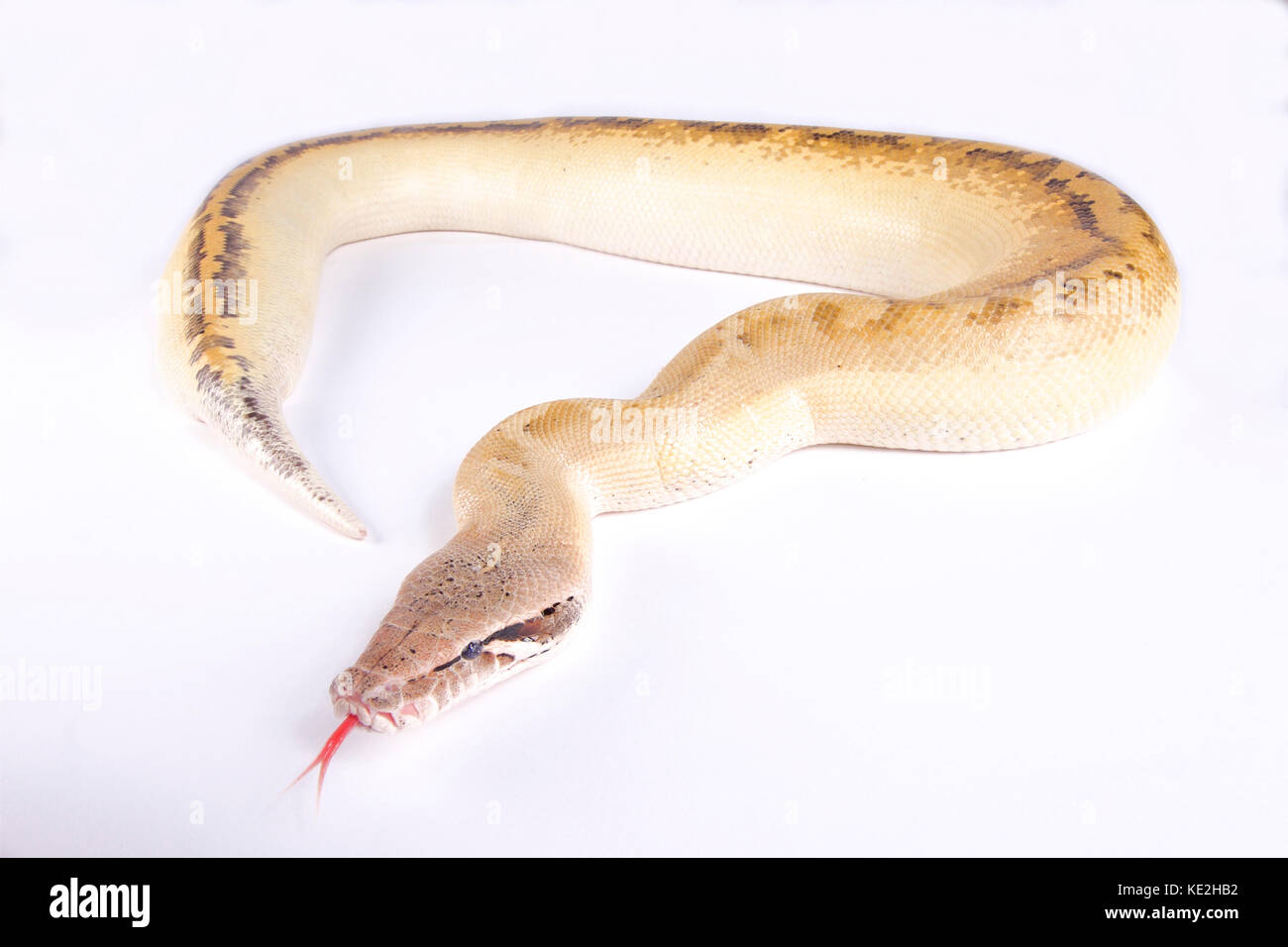 Il sangue di avorio python python brongersmai Foto Stock