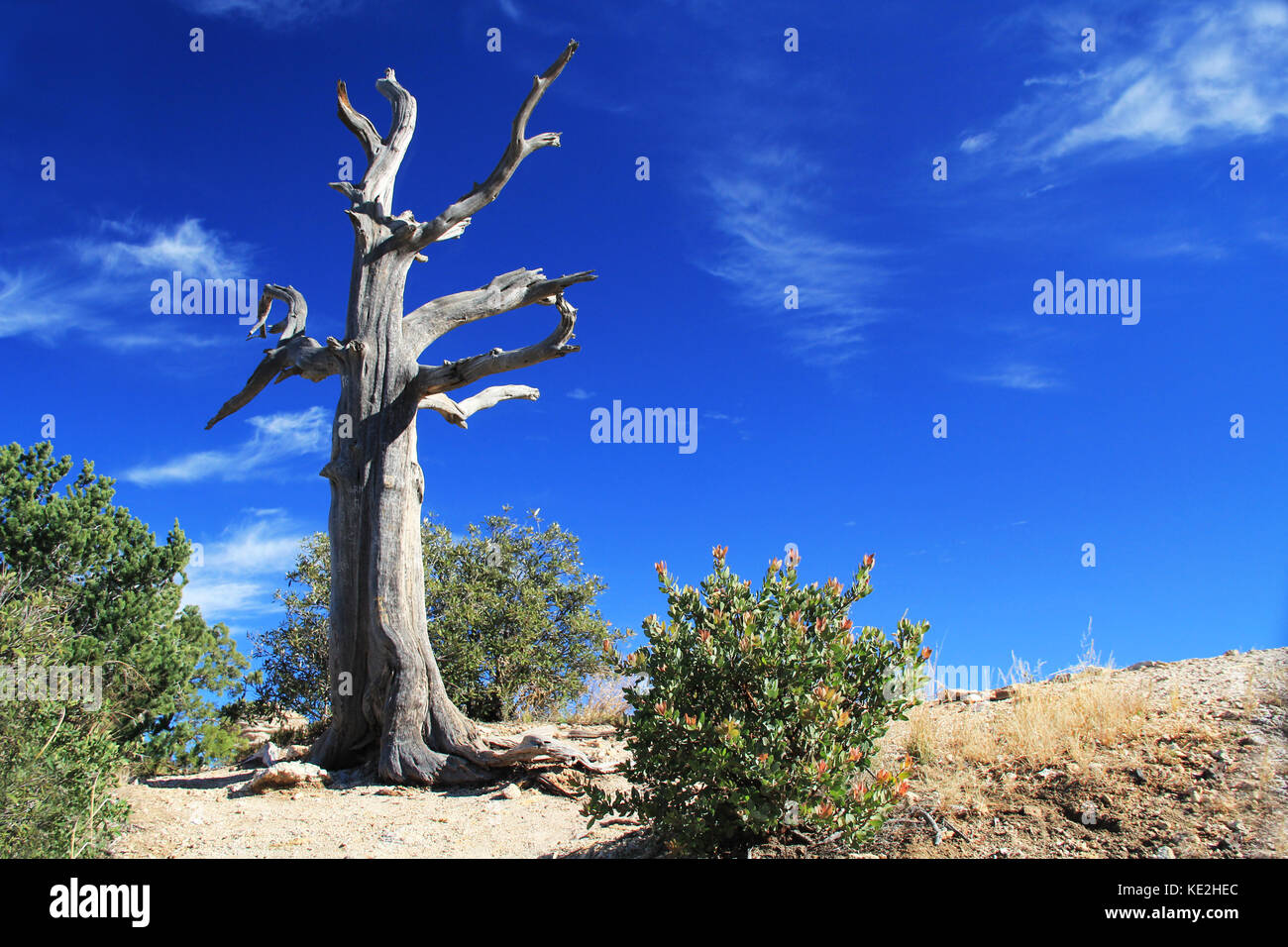 Albero morto sul punto di Ventoso vista su Mt. Lemmon Foto Stock