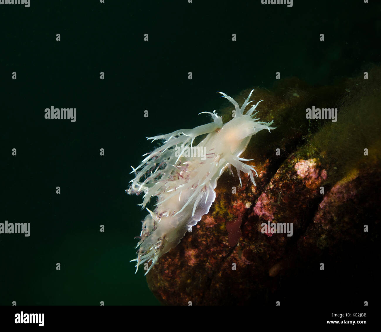 Dall's dentronotid nudibranch a quadra island, della Columbia britannica in Canada. Foto Stock