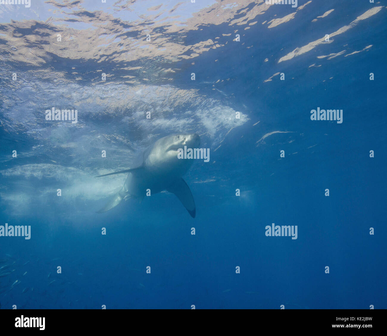 Un grande squalo bianco sull'isola di Guadalupe, in Messico. Foto Stock