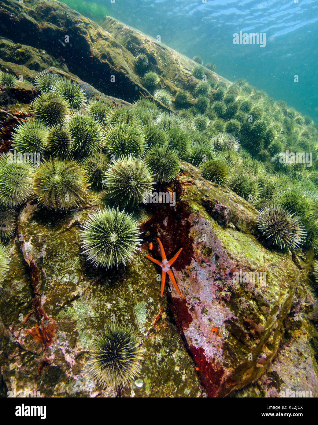 Una stella di mare con spinosa ricci di mare a quadra island, della Columbia britannica in Canada. Foto Stock