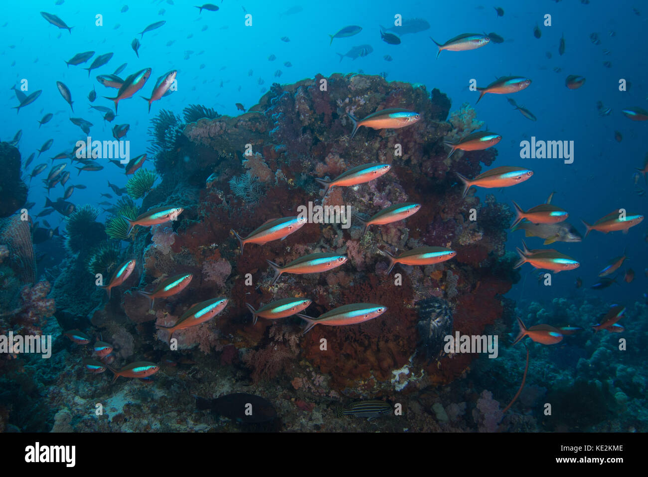 Bluestreak fusilier scuola nel parco nazionale di Komodo, Indonesia. Foto Stock