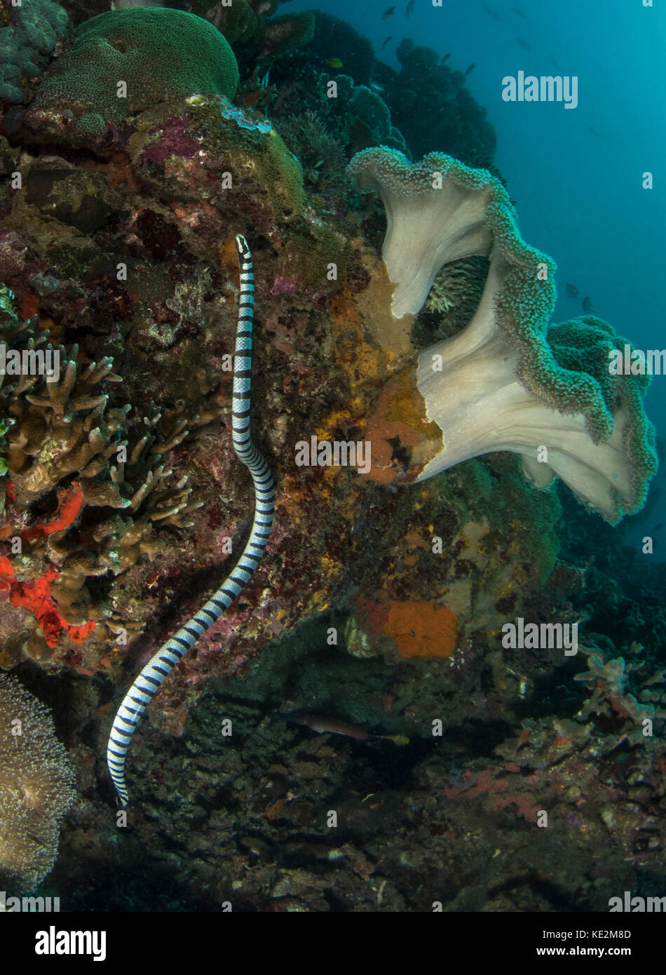 Mare serpenti o nastrati krait mare sulla barriera corallina nelle Filippine. Foto Stock