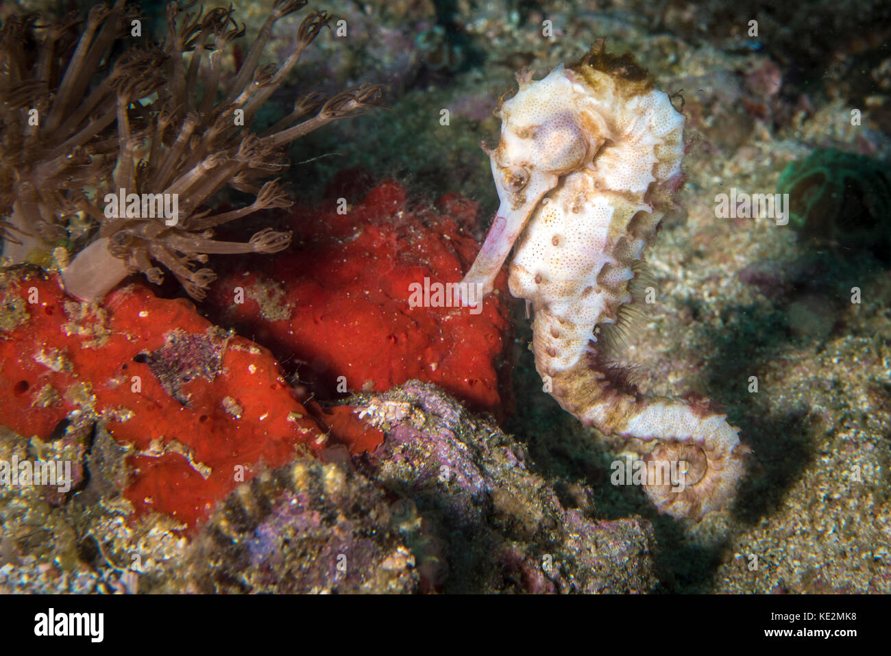 Cavalluccio marino nelle Filippine. Foto Stock